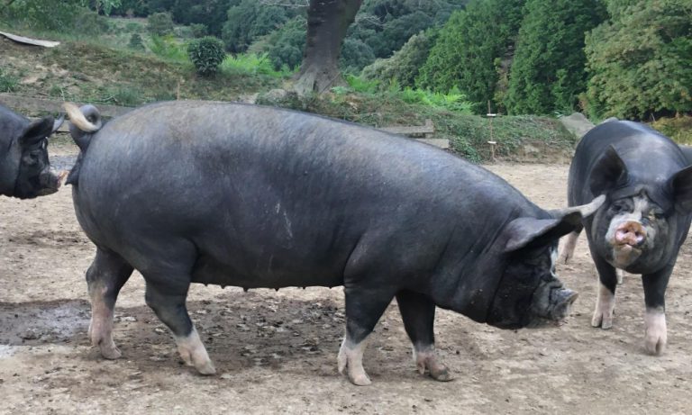 かごしま黒豚とは | 沖田黒豚牧場